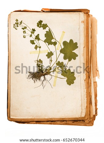 old book - old paper herbarium