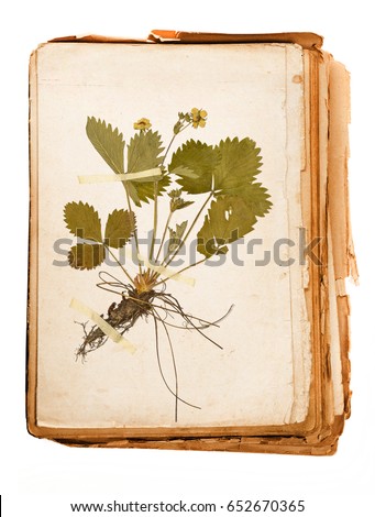 old book - old paper texture in detail - herbarium Royalty-Free Stock Photo #652670365