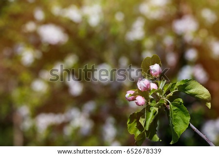 Blooming apple of the cultivar aport