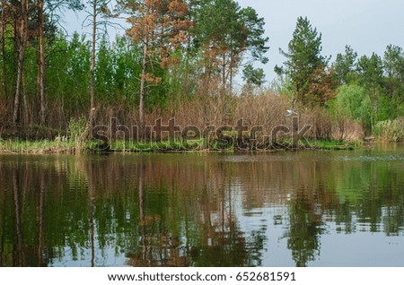 Landscape , lake in the woods. The tall pines reflected in the water. Seagulls fly.
