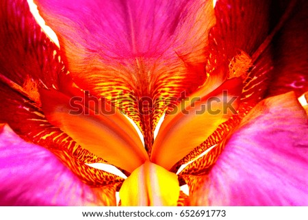 Beautiful iris flower close-up. Atmospheric photography. Tiger color