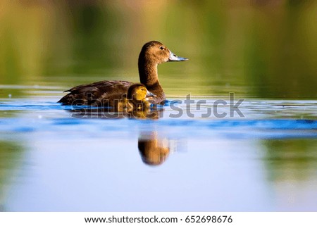 Swimming mother duck and ducklings. Colorful nature background. Duck: Common Pochard.