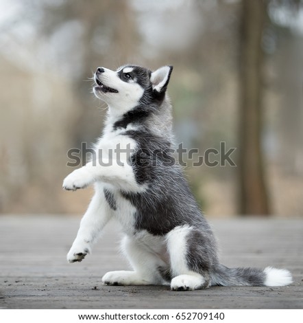 Cute Siberian husky puppy gives paw.