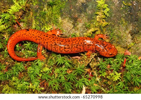Red Salamander (Pseudotriton ruber) in northern Alabama