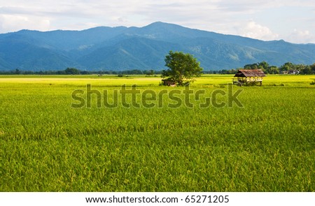 green rice farm in north of thailand