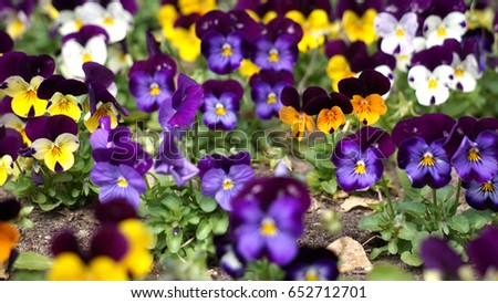 Viola tricolor    Different sharpness Blurred background