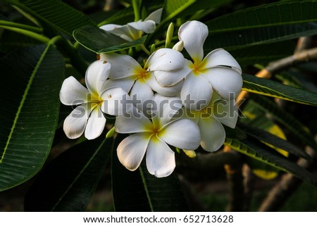 Plumeria blooming in Summer at sunset.