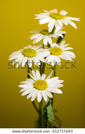 Leucanthemum vulgare meadows wild flower with white petals and yellow center in bloom on yellow background