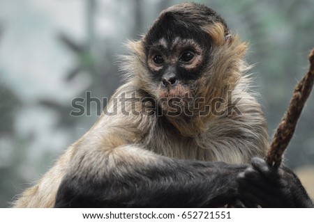Spider Monkey Royalty-Free Stock Photo #652721551