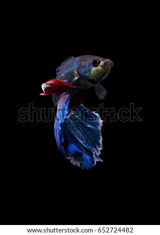 the moving moment of siamese fighting fish isolated on black background. 