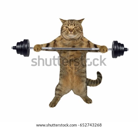 The cat is holding a barbell. White background.
