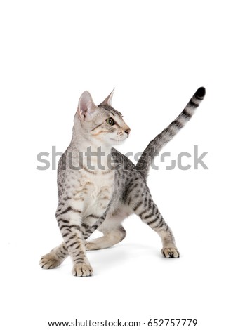 Cute Egyptian Mau kitten isolated on white background