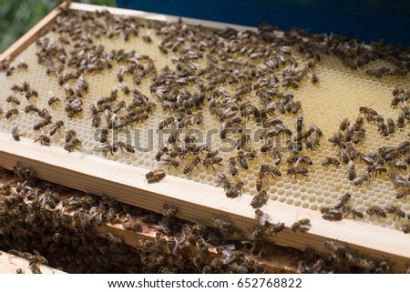 Beekeeper holding a small Nucleus with a young queen bee. Breeding of queen bees. Beeholes with honeycombs. Preparation for artificial insemination bees. Natural economy. Queen Bee Cages