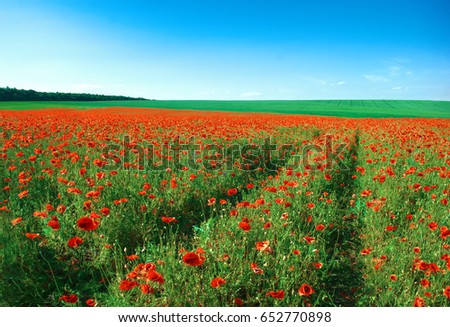 red poppies and blue sky