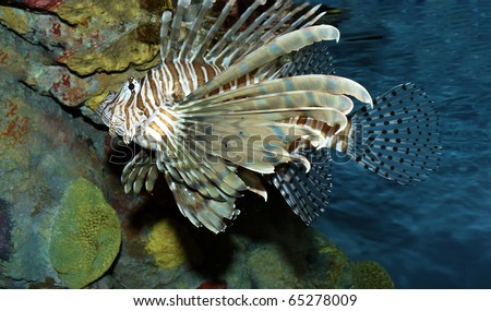 Colorful fish swimming with a reef background