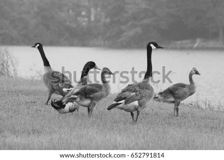 Black and White Photograph of Canadian Geese With Goslings and a Mallard Duck on a Foggy Lake