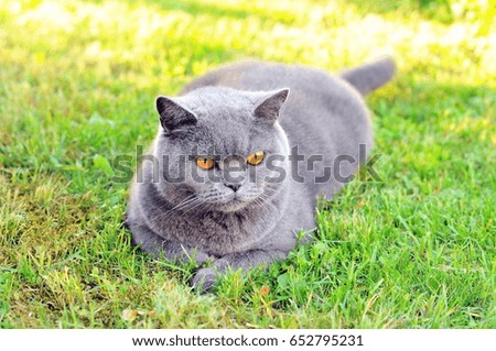 Lilac British cat sitting on the grass.