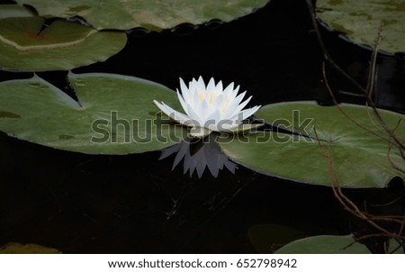 Photograph of Lily Pads in a Pond