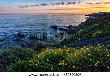 Beautiful black-eyed susan flowers and cliff-side sunset during the California Super Bloom of 2017, Corona Del Mar, California
