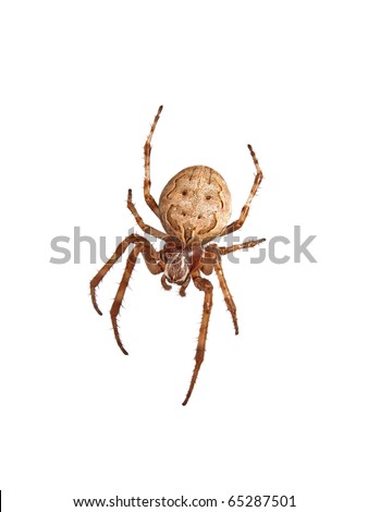 Garden Spider isolated on white Royalty-Free Stock Photo #65287501