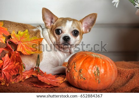 cute chihuahua dog with pumpkins white background