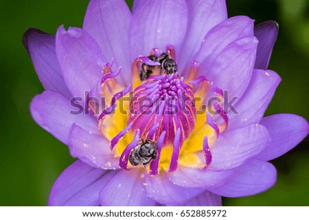 Bees in purple lotus