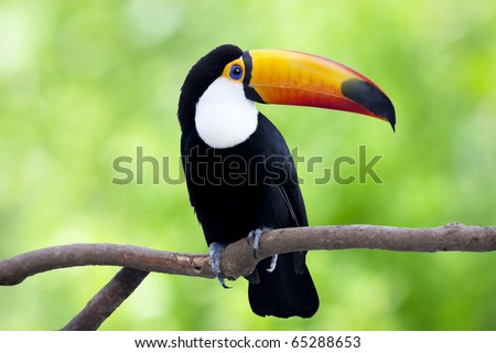 The  toucan resting by a tree