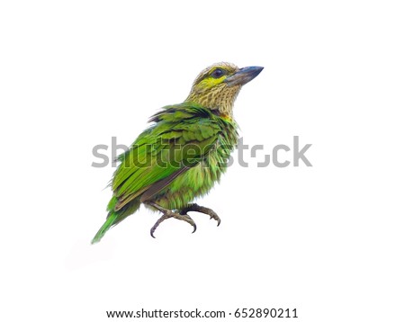 Green-eared Barbet (Megalaima faiostricta) bird. Birds isolated on white background. Birds die cut.