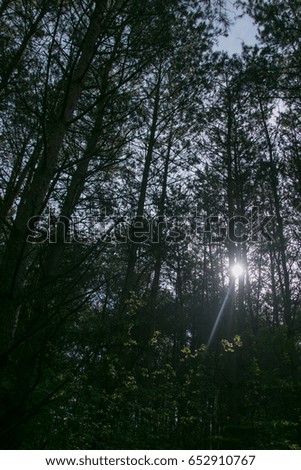Morning sun ray overlooking a small forest located in an urban township during early summer