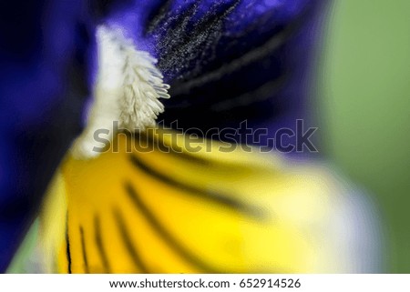 Cute pansy flower and stamen macro
