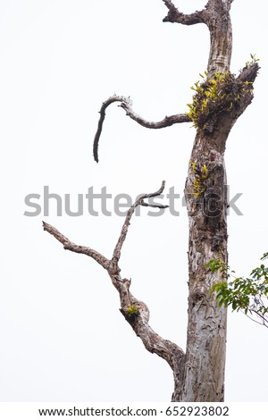 Dry branches with cracked dark bark. Isolated on white background