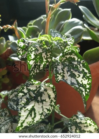 Beautiful plant under the natural morning light 