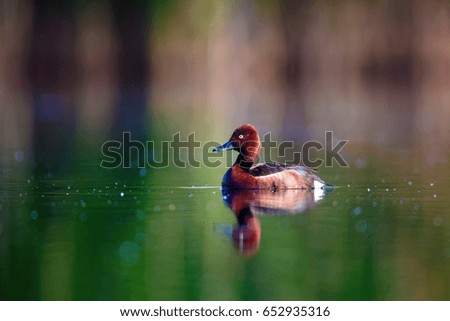 Swimming duck. Colorful lake habitat background. Duck: Ferruginous Duck. Aythya nyroca.