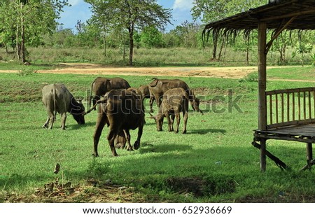 A Picture Of Thai Buffaloes.