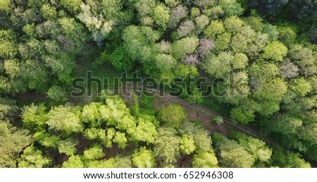 forest deciduous and coniferous. top of trees. green. nature. Clean Air.