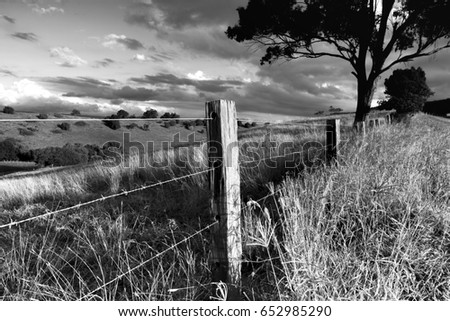 Black and white photo of from a Australian field, Hunter Valley