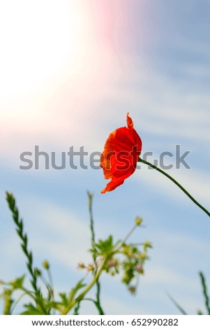 Poppy flower blooming in summer