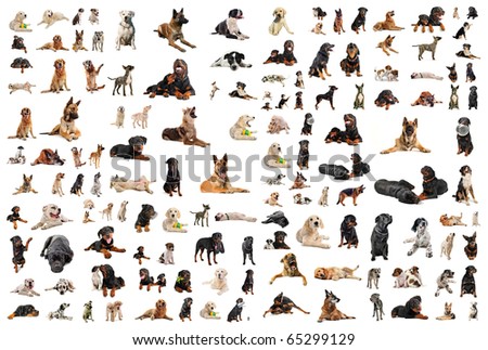 composite picture with purebred  dogs in a white background