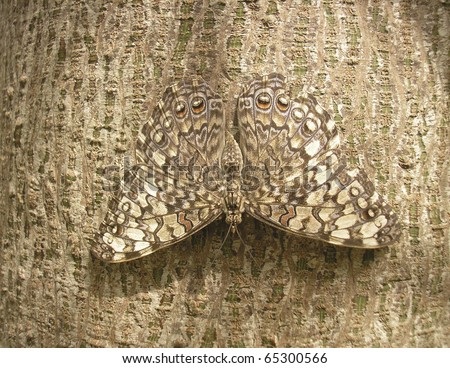 Camouflage of a butterfly on the bark of a tree Royalty-Free Stock Photo #65300566