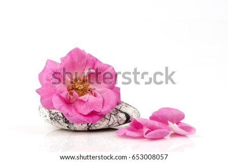 Damask rose on white background.
