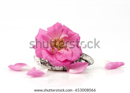 Damask rose on white background.
