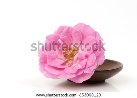 Damask rose on white background.
 Royalty-Free Stock Photo #653008120