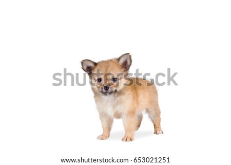 Beautiful Pomeranian mix Chihuahua puppy isolated on white background.