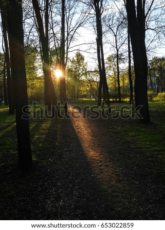 Road in park. Sun light goes through the trees.