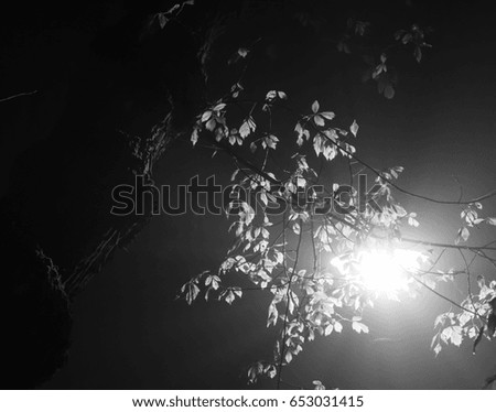 Black and white photo of a street light shining from behind leafy tree brunches at night