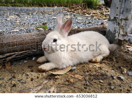 White rabbit lying down on the ground.