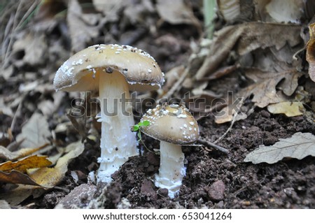 Toadstool (Amanita pantherina) mushroom in the forest. Beautiful and poisonous mushroom amanita pantherina