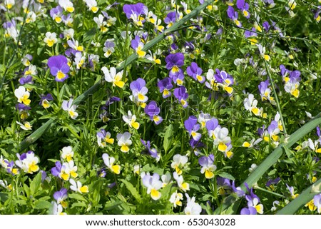 small viola tricolor flowers