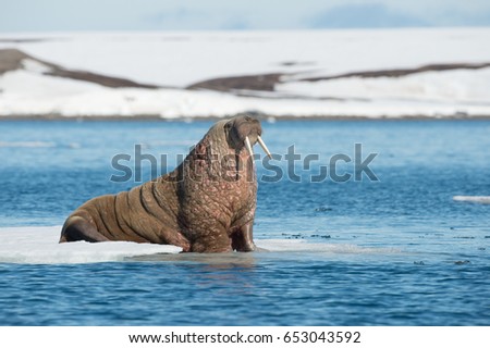 walruses on spitsbergen Royalty-Free Stock Photo #653043592