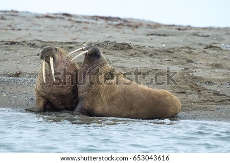 walruses on spitsbergen Royalty-Free Stock Photo #653043616